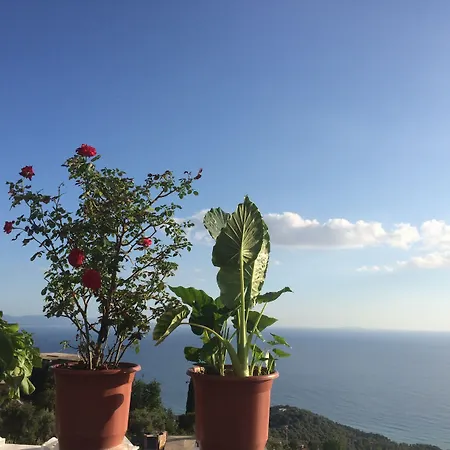 Paradise 4*
